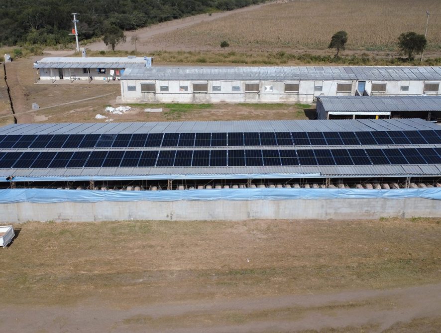 Los Álamos S.A. invierte en energía solar para su criadero de cerdos